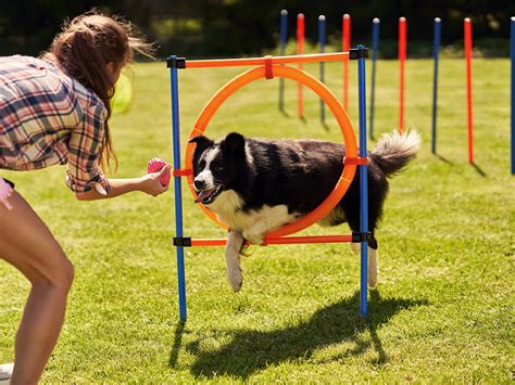 What Is Agility Training For Dogs?